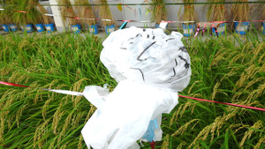 1_dsc04233
